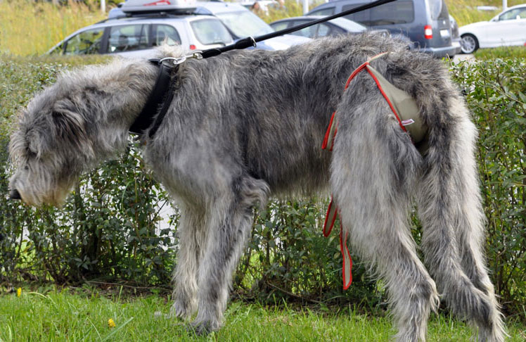 Hundewindel für Irischen Wolfshund Hündin