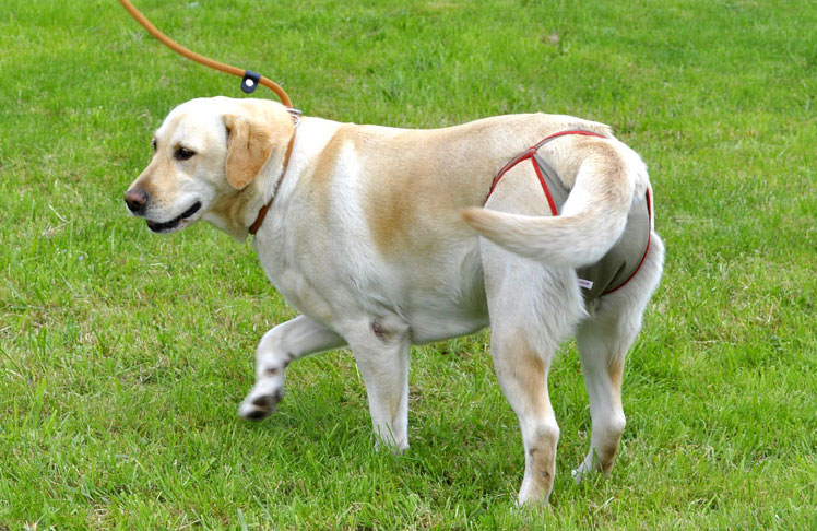 Hundewindel für Labrador Hündin