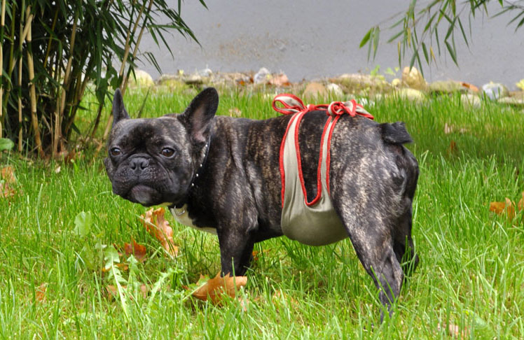 Hundewindeln / Rüdenwindel für Französische Bulldogge Rüden