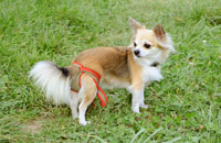 Hundewindel für Chihuahua Hündin